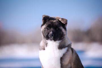 The dog portrait in the flowers of a willow. American Akita puppy in winter in the snow - 488007939