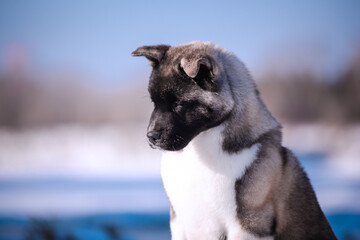 The dog portrait in the flowers of a willow. American Akita puppy in winter in the snow - 488007967