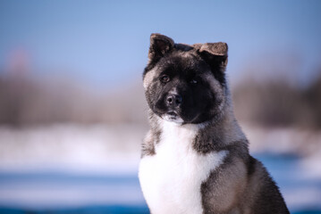 The dog portrait in the flowers of a willow. American Akita puppy in winter in the snow - 488007997