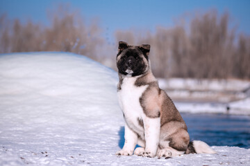 The dog portrait in the flowers of a willow. American Akita puppy in winter in the snow - 488008109