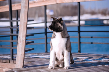 The dog portrait in the flowers of a willow. American Akita puppy in winter in the snow - 488008143