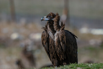 Cinereous Vulture (Aegypius monachus) perched on grass