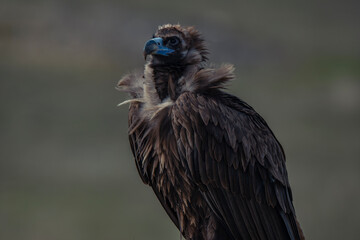 Cinereous Vulture (Aegypius monachus) feeding on dead cattle carcass