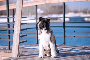 The dog portrait in the flowers of a willow. American Akita puppy in winter in the snow - 488008184