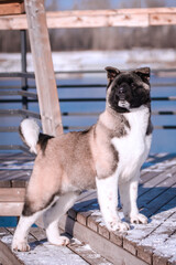 The dog portrait in the flowers of a willow. American Akita puppy in winter in the snow