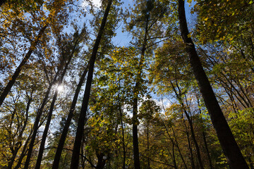 trees in a mixed forest during leaf fall