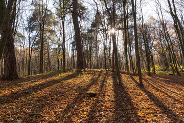 Fototapeta premium deciduous trees in the autumn season during leaf fall