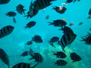 Obraz premium The underwater world of the sea with corals and schools of fish. High quality photo