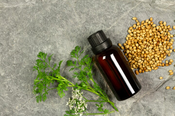 Coriander Essential Oil in bottle and coriander seeds with branch and flower on rock background, top view.