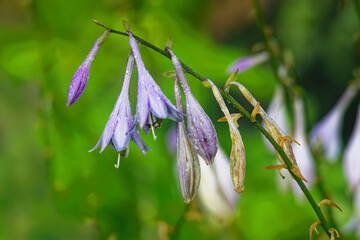 A Purple flower growing in our yard in Windsor in Upstate NY.  Flowers on stem hang down towards the ground this summer morning.