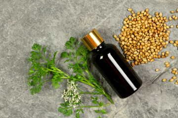 Coriander Essential Oil in bottle and coriander seeds with branch and flower on rock background, top view.