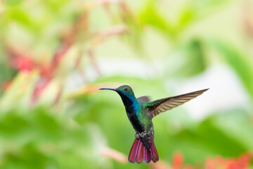 Fototapeta na wymiar Vibrant and colorful photo of a male Black-throated Mango hummingbird, Anthracothorax nigricollis, hovering in a garden with a blurred background.