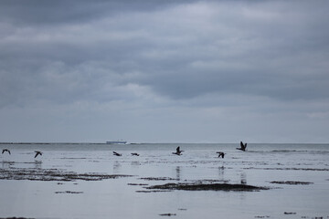 Vol d'oies bernaches