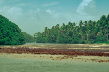 Vintage, retro photograph of Manzanilla, Trinidad, West Indies with seaweed and palm trees along...