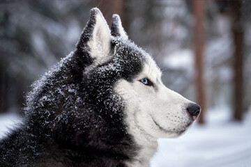 Dark Portrait magnificent Siberian husky dog with blue eyes. Husky dog in winter forest lies on the snow. Close up.