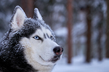 Portrait magnificent Siberian husky dog with blue eyes. Husky dog in winter forest lies on the snow. Close up. Copy space