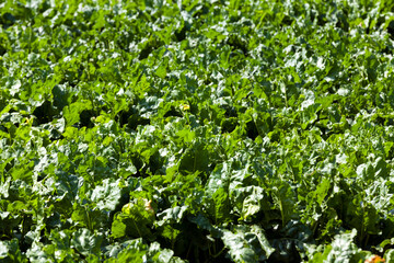 agricultural field with green beet tops