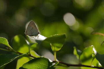 Blauer Eichen-Zipfelfalter (Favonius quercus