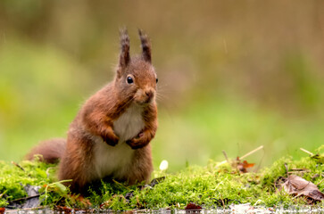 Eurasische Eichhörnchen (Sciurus vulgaris)