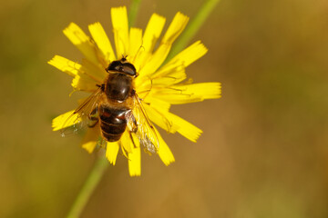Scheinbienen-Keilfleckschwebfliege (Eristalis tenax)