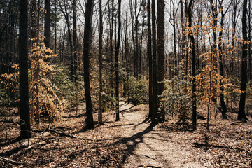 forest in autumn