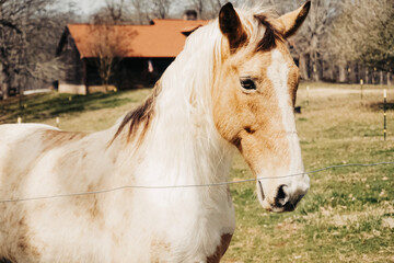 Fototapeta premium horse in a field