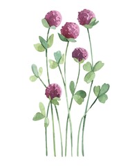 Watercolor vector wild herbs flowers. Hand drawn botanical flowers