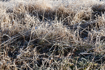 grass covered with ice and frost in the winter season