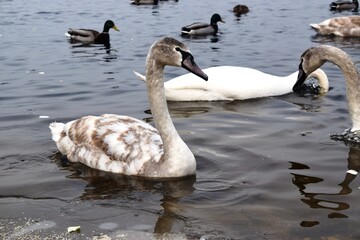 The mute swan (Cygnus olor) is a species of swan and a member of the waterfowl family Anatidae.