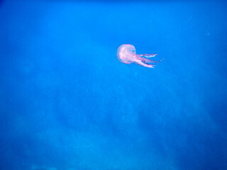jellyfish in the mediterranean sea