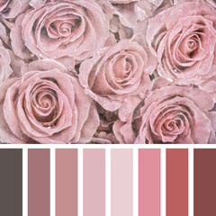 Faded rose palette