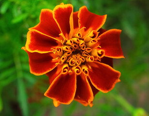 Beautiful Zinnia flowers, typical blooming park flowers