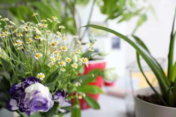 Bouquet with small daisies and blue purple eustoma in the interior