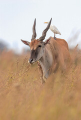 Fototapeta premium Eland Bull, Kruger National Park
