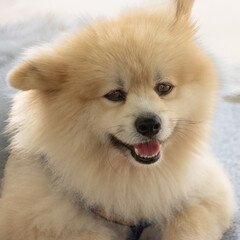 Obraz premium Gorgeous and cute Pomeranian dog sitting on the ledge at Patong Beach Phuket Thailand