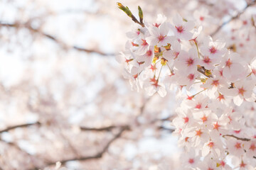 sakura 