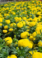 yellow flowers in the garden
