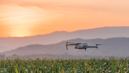 Drone quadcopter in corn field green on sunset and hill background, Photography technology for...
