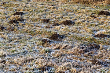 a mole hole in frost in winter