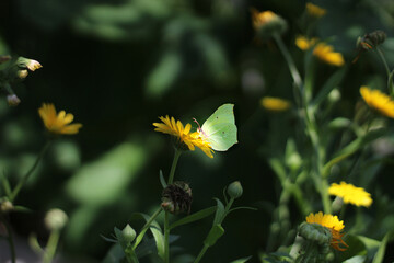 A yellow butterfly on a yellow calendula flower on a dark green background feeds on nectar in the garden in summer