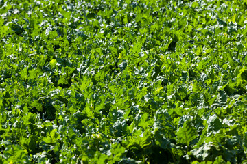 Fototapeta premium agricultural field with green beet tops