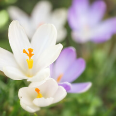 Close up of blue and white crocus flowers in spring