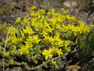 Stonecrop