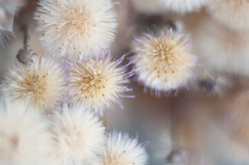 dry bouquet of flowers close-up with blur fluffy heads with wildflower seeds