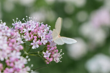 butterfly on a pink flower
