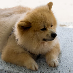 Gorgeous and cute Pomeranian dog sitting on the ledge at Patong Beach Phuket Thailand