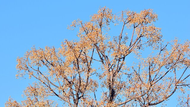 Frutos en las ramas del &aacute;rbol del para&iacute;so en invierno, melia azedarach