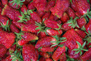 zemklunika Kupchikha. Strawberry hybrid. Background of red ripe strawberries. Close-up, top view. Fresh strawberries. Red berries of various, bizarre shapes.