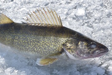 A walleye caught while ice fishing 