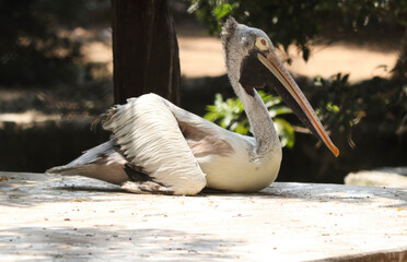 The large pelican bird is sitting on the ground. On blurred backgrounds